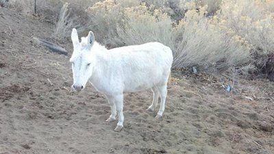 Albino Donkey in Alamogordo